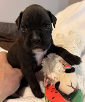 Miss Pink, a female Boxer for sale in Lansing, MI – 4 of 4