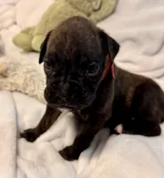 Mr. red, a male Boxer for sale in Lansing, MI – 2 of 5