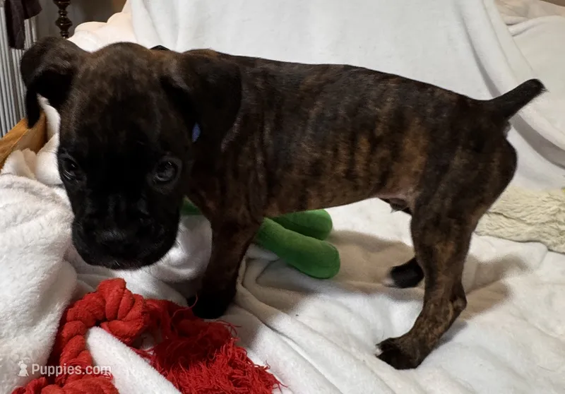 Mr blue – Boxer puppy for sale in Lansing, MI