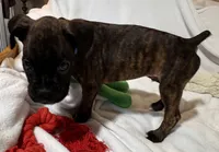 Mr blue, a male Boxer for sale in Lansing, MI – 1 of 9