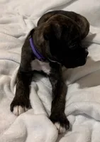 Mr. Purple, a male Boxer for sale in Lansing, MI – 7 of 8