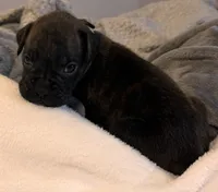 Mr Green, a male Boxer for sale in Lansing, MI – 4 of 8