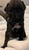 Mr Green, a male Boxer for sale in Lansing, MI – 3 of 8