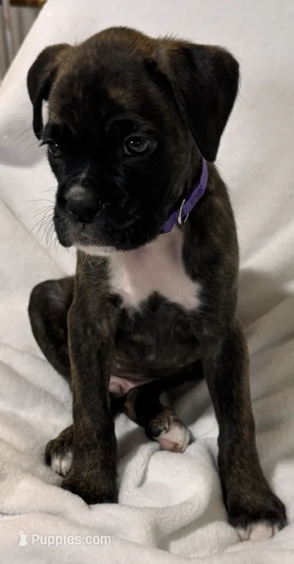 Mr. Purple – Boxer puppy for sale in Lansing, MI