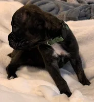 Mr Green, a male Boxer for sale in Lansing, MI – 7 of 8