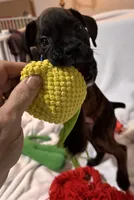 Mr blue, a male Boxer for sale in Lansing, MI – 5 of 9