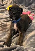 Mr blue, a male Boxer for sale in Lansing, MI – 8 of 9