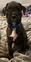 Mr blue, a male Boxer for sale in Lansing, MI – 7 of 9