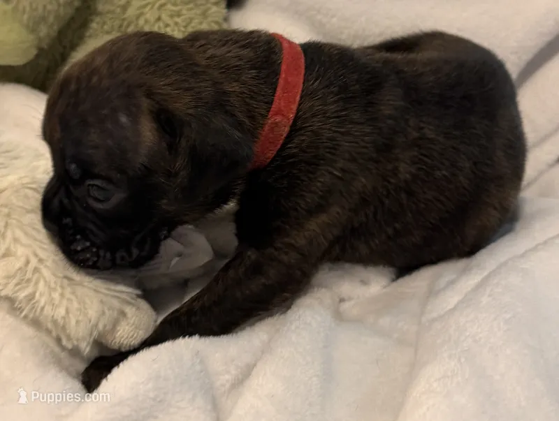 Mr. red – Boxer puppy for sale in Lansing, MI