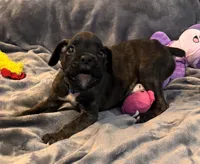 Mr blue, a male Boxer for sale in Lansing, MI – 9 of 9