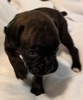 Mr Green, a male Boxer for sale in Lansing, MI – 8 of 8
