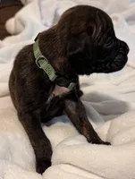 Mr Green, a male Boxer for sale in Lansing, MI – 6 of 8