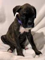 Mr. Purple, a male Boxer for sale in Lansing, MI – 6 of 8