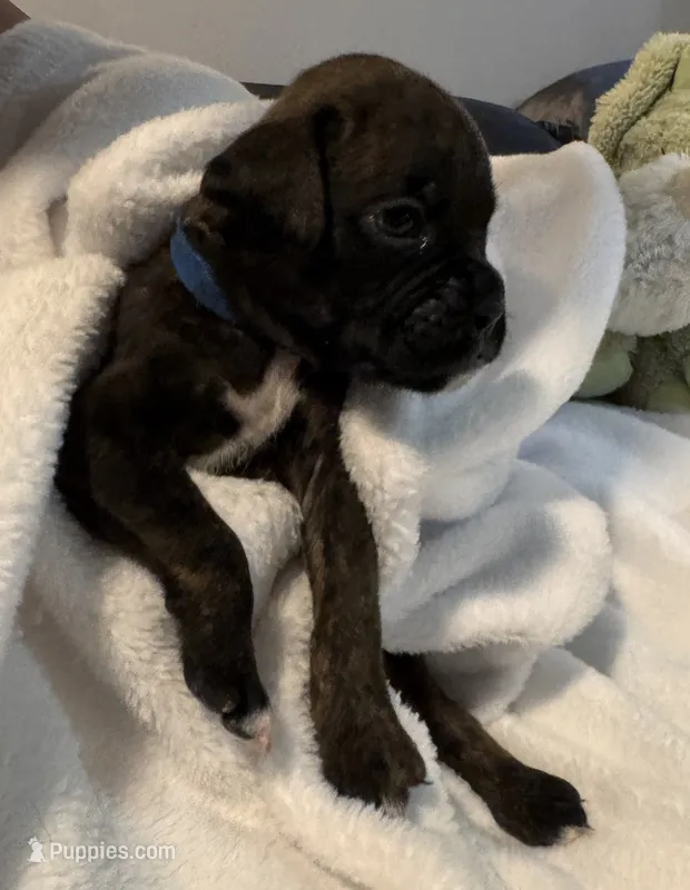Mr blue – Boxer puppy for sale in Lansing, MI
