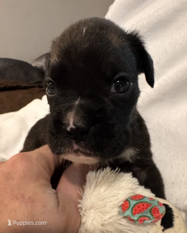 Mr. Purple – Boxer puppy for sale in Lansing, MI
