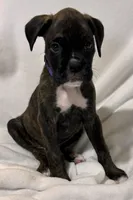 Mr. Purple, a male Boxer for sale in Lansing, MI – 2 of 8