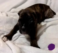 Mr blue, a male Boxer for sale in Lansing, MI – 4 of 9