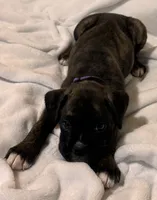 Mr. Purple, a male Boxer for sale in Lansing, MI – 8 of 8