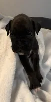 Mr blue, a male Boxer for sale in Lansing, MI – 7 of 7