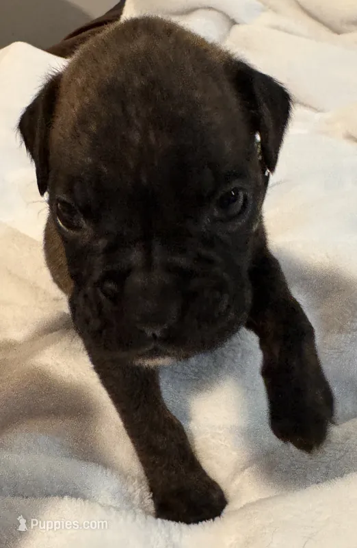 Mr Green – Boxer puppy for sale in Lansing, MI