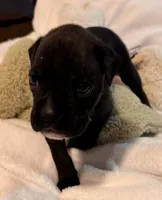 Miss Pink, a female Boxer for sale in Lansing, MI – 3 of 4