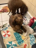 Tan Boy, a male Goldendoodle and Bloodhound for sale in Middletown, OH – Photo 6 of 6