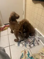 Tan Boy, a male Goldendoodle and Bloodhound for sale in Middletown, OH – Photo 5 of 6