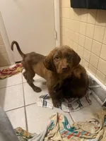 Tan Boy, a male Goldendoodle and Bloodhound for sale in Middletown, OH – Photo 4 of 6