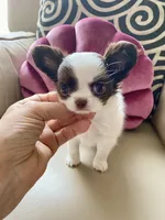 Zoom , a male Chihuahua for sale in Las Vegas, NV – 8 of 8