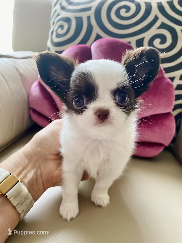 Zoom  – Chihuahua puppy on hold in Las Vegas, NV