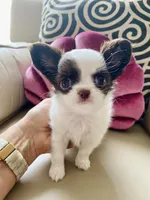 Zoom , a male Chihuahua for sale in Las Vegas, NV – 6 of 8