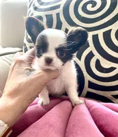 Zoom , a male Chihuahua for sale in Las Vegas, NV – 5 of 8