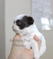 Zoom , a male Chihuahua for sale in Las Vegas, NV – Photo 4 of 4