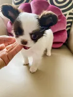 Zoom , a male Chihuahua for sale in Las Vegas, NV – 3 of 8