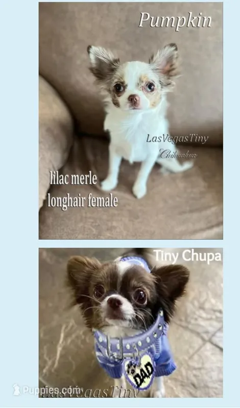 Zoom , a male Chihuahua for sale in Las Vegas, NV – 1 of 8