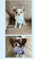 Zoom , a male Chihuahua for sale in Las Vegas, NV – 1 of 8