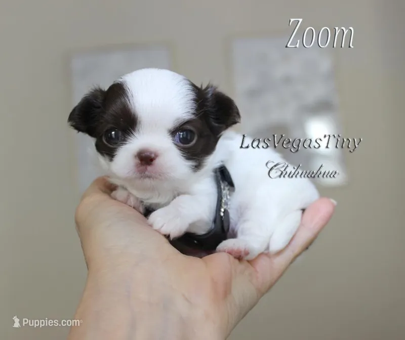 Zoom  – Chihuahua puppy for sale in Las Vegas, NV