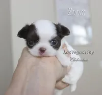 Zoom , a male Chihuahua for sale in Las Vegas, NV – Photo 2 of 4