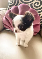 Zoom , a male Chihuahua for sale in Las Vegas, NV – 7 of 8