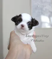 Zoom , a male Chihuahua for sale in Las Vegas, NV – Photo 3 of 4