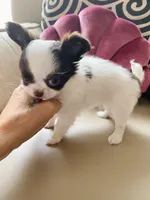 Zoom , a male Chihuahua for sale in Las Vegas, NV – 4 of 8