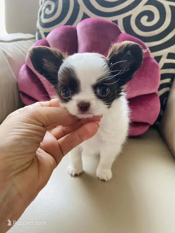 Zoom  – Chihuahua puppy for sale in Las Vegas, NV