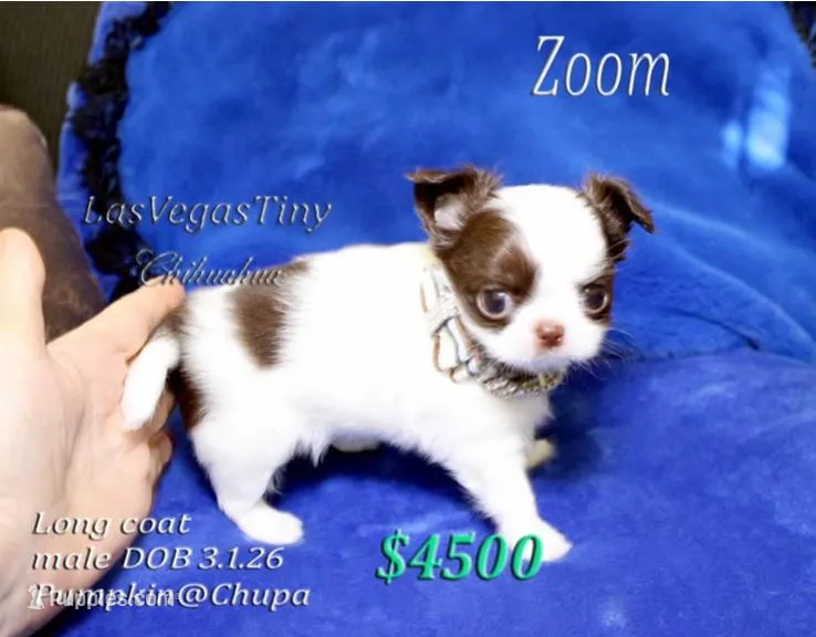 Zoom  – Chihuahua puppy for sale in Las Vegas, NV