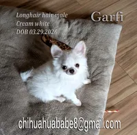 Garfield, a male Chihuahua for sale in Kingman, AZ – 2 of 3