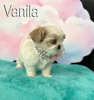 Vanila, a female Shih Tzu for sale in Kingman, AZ – 7 of 9