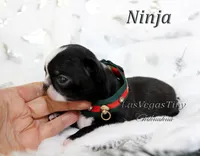 Ninja, a male Chihuahua for sale in Las Vegas, NV – Photo 8 of 10