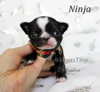 Ninja, a male Chihuahua for sale in Las Vegas, NV – Photo 3 of 10