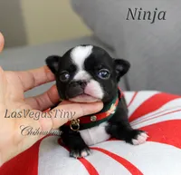 Ninja, a male Chihuahua for sale in Las Vegas, NV – Photo 5 of 10