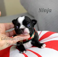 Ninja, a male Chihuahua for sale in Las Vegas, NV – Photo 7 of 10