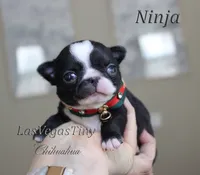Ninja, a male Chihuahua for sale in Las Vegas, NV – Photo 2 of 10
